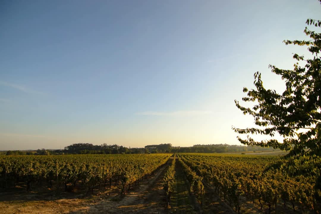 Vinhas da Bairrada ao pôr do sol na região de Anadia Aveiro