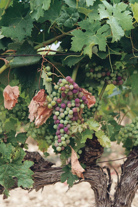 Uvas madurando en las viñas de La Rioja, región vinícola de España